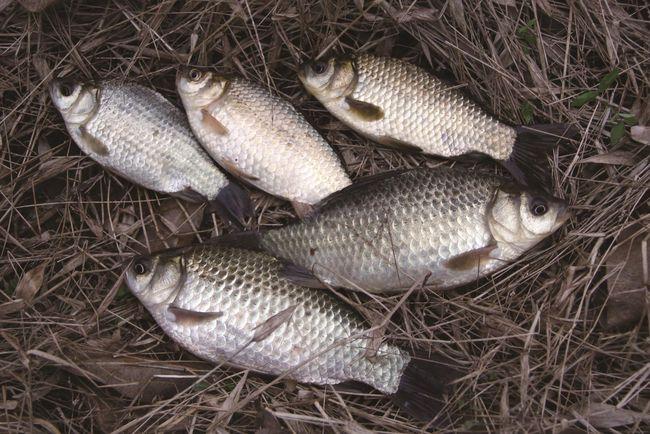 野钓鲫鱼用什么样的饵料效果好野钓鲫鱼用饵的四个要点