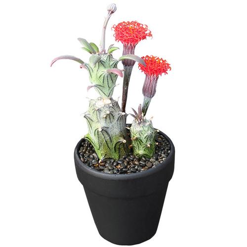 多肉植物 开花漂亮菊科无刺仙人柱仙人球多肉植物盆栽 普西利菊 植物