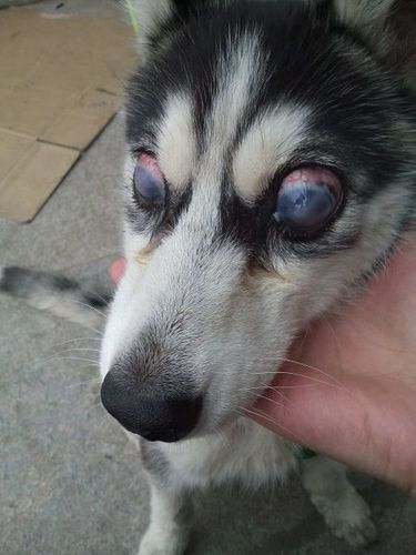 狗狗 眼睛当时几乎看不见 也不走 当时网上查询业务是角膜炎可以治疗