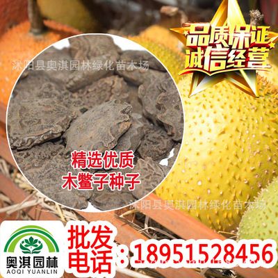 批发木鳖种子 木鳖果 狗屎瓜 臭屎瓜 木鳖子 木别子 木憋子