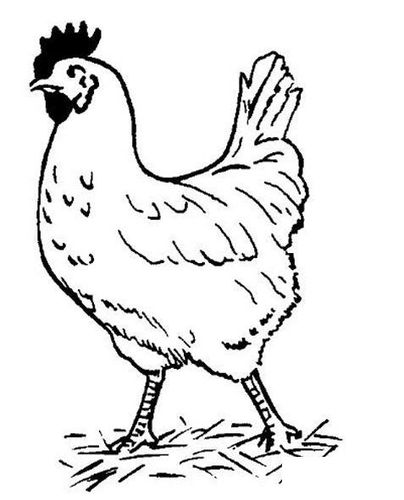 孵蛋母鸡怎么画 卡通母鸡的画法图片素描