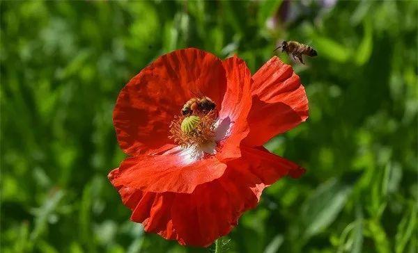 "邪恶之花"碰不得!教你辨别罂粟和虞美人,不要傻傻分不清!