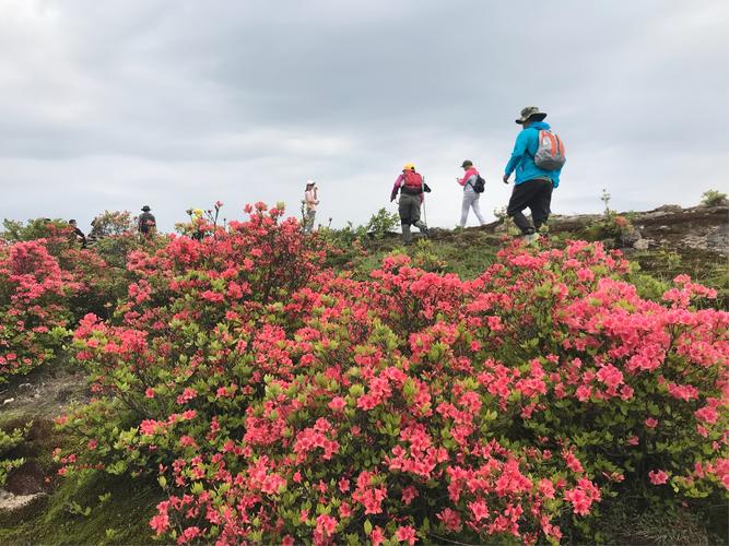 2018年4月28日大雷山之穿越!赏杜鹃花!