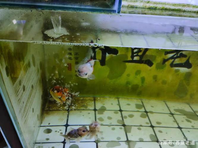 鱼缸水面产生水泡是水质过肥吗,每天早晚两次换水,怎么还有?
