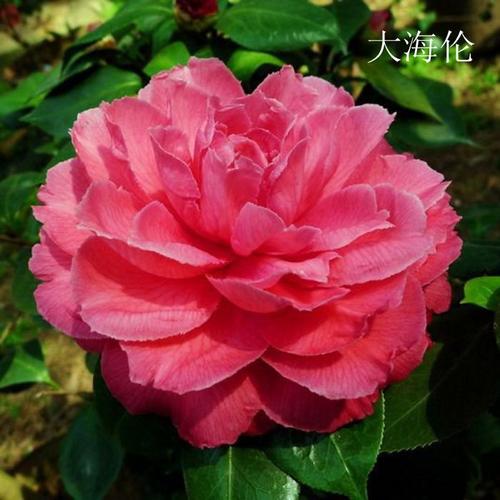 茶花海伦名贵进口大型龙岩永福高档绿植
