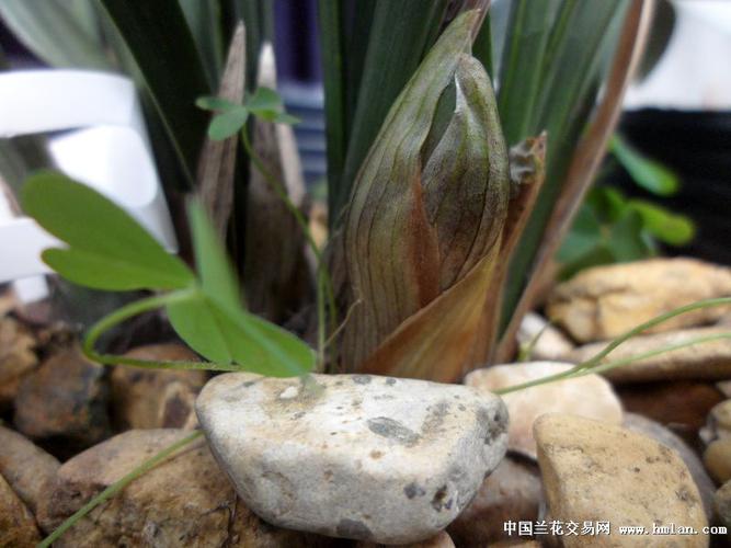 春兰荷瓣10苗1花苞(13121203) - 中国兰花交易网