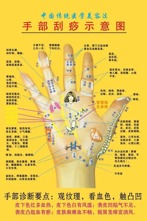 人体各部位全息图(五脏六腑反射区)
