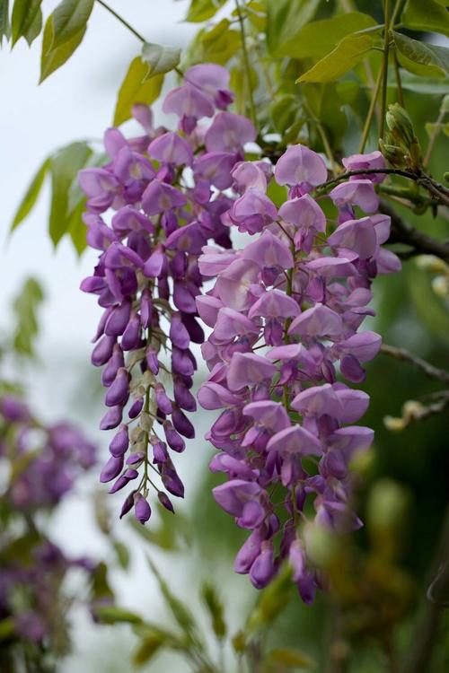 紫槐花具有良好的观赏价值,每到盛夏花期来临时,一串串紫色的槐花缀满