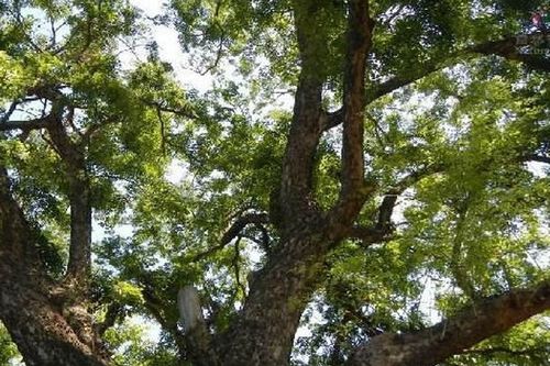 原创在文玩界经常见的小叶紫檀手串,那么你有见过小叶紫檀树吗?