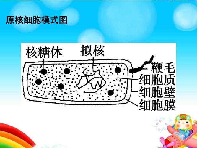 2017年高三生物复习原核细胞课件答案ppt