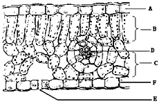 下图是叶横切的结构示意图,据图回答
