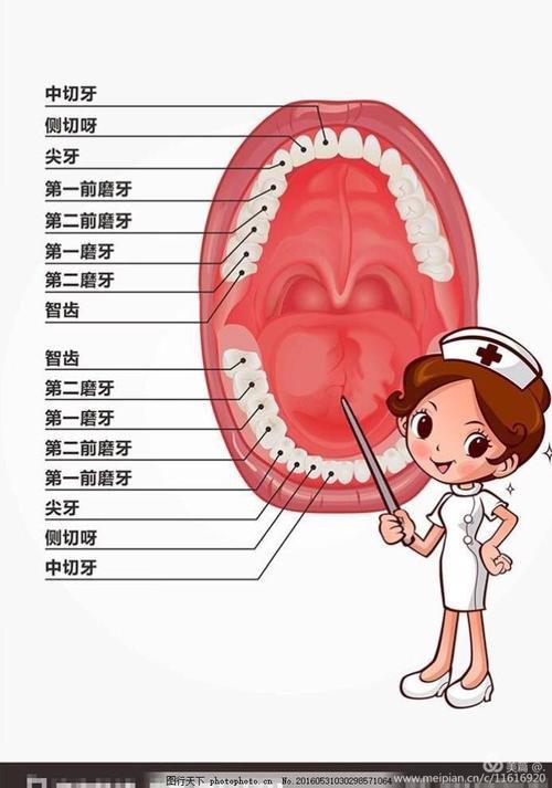 首先,我们来认识一下每颗牙齿的名字,再检查看看我们的牙齿是否健康.