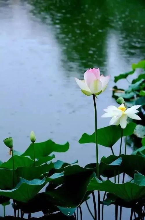 来生愿做一朵莲
