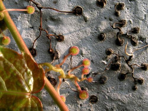 爬山虎的脚的样子手抄报 手抄报版面设计图