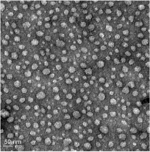 一种主动靶向肿瘤emt细胞的新型抗耐药脂质体及其制备