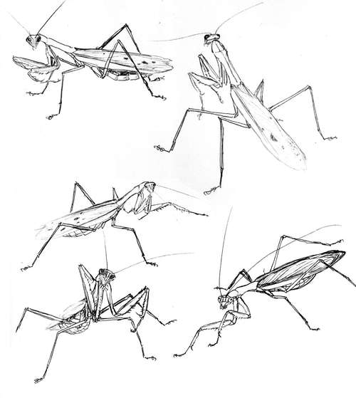 ▽螳螂动态白描