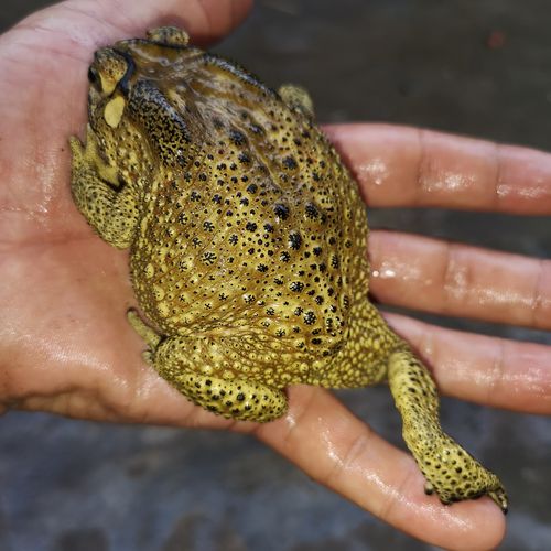 现捉发货癞蛤蟆另类青蛙宠物 药用蟾衣中华大蟾蜍活体 包活包邮