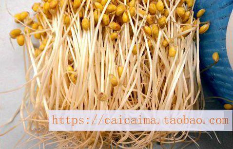 带盖三件套芽苗盘发芽苗发豆芽盘子芽苗菜种植盘加大加高新料批发