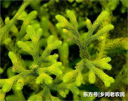 每次上山,我都会看见这个植物,咱们村里的人都管它叫狮子草,也有有管