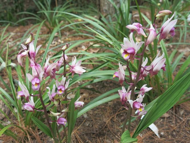花开两色的紫花美冠兰