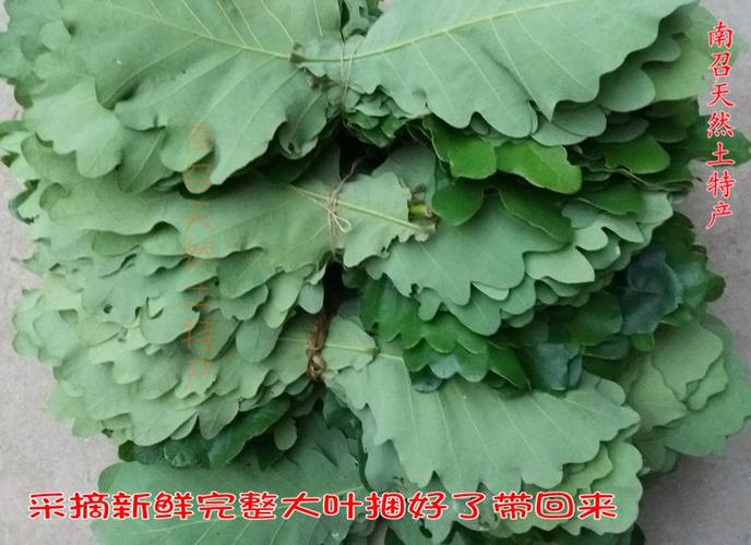 菠萝叶粽叶现采新鲜槲叶天然晾晒叶干柞树叶包粽子树叶