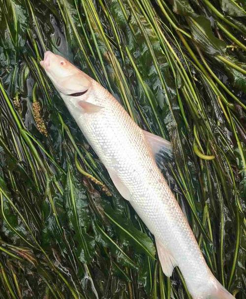 广西钓友钓起两条"大白鱼",力气大外形怪,翘嘴和草鱼杂交?