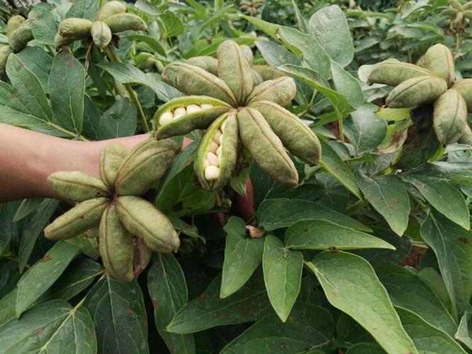 如何采收油用牡丹籽并储存才能满足播种育苗和榨油?