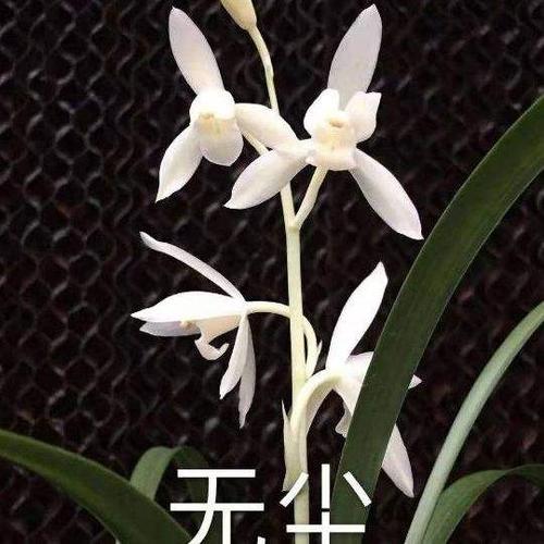 新款建兰无尘兰花花苗室内客厅四季好养花卉花卉