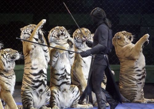 驯兽员同狮子大秀"人狮之吻" 引观众惊呼(图)