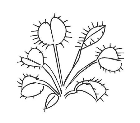 捕蝇草简笔画怎么画?捕蝇草的简单画法