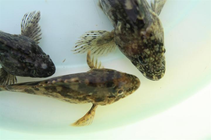 福建石斑鱼养殖