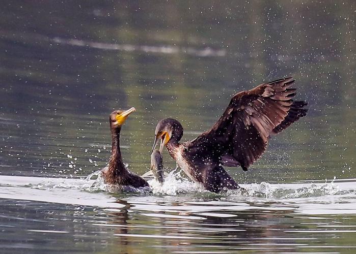 鸬鹚吃鱼