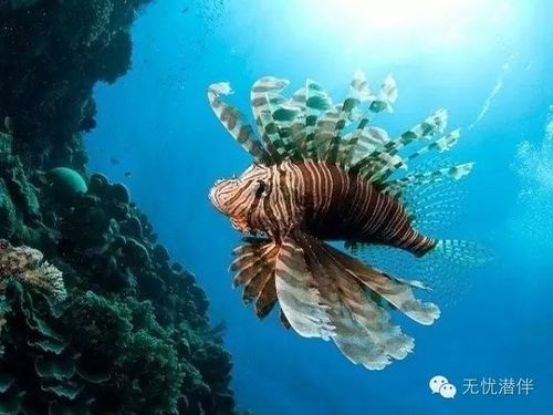 科普生态海底威风凛凛的大武士狮子鱼蓑鲉