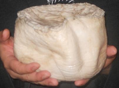 桃园县太岁肉灵芝哪里卖