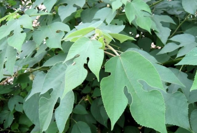 构树和桑树如何区分