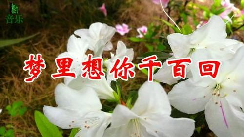 一首情歌《梦里想你千百回》,醉人心扉,好听极了!