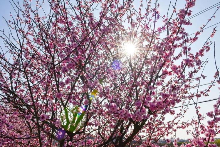踏春赏花游|梅景如斯,周末来衡阳县梅花村赏梅吧!