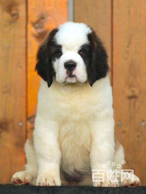 怀化哪里有犬舍出售圣伯纳犬怀化纯种圣伯纳幼犬多少钱