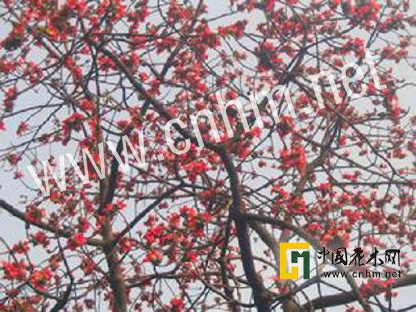 学 名:bombax ceiba 别 名:斑芝树,英雄树,攀枝花,吉贝,烽火 科:木棉