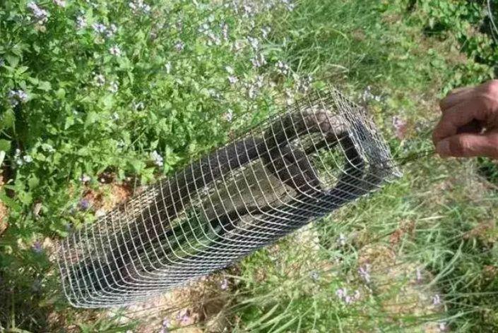 男子将鼠笼放田间捕蛇, 第二天看到笼中的蛇,男子立马扔掉笼子