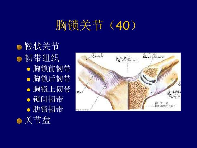 无忧文档 所有分类 医药卫生 肩关节解剖ppt 肩关节解剖 胸锁关节(40)