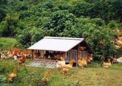 白羽肉用种鸡鸡舍的建设要点