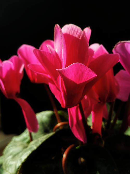 仙客来花单生于花茎顶部,花朵下垂,花瓣向上反卷,犹如兔耳,这估计也是