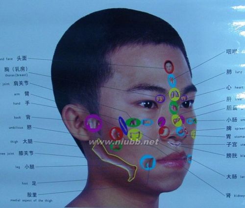 [人体五脏六腑位置图]人体五脏六腑位置图详细介绍