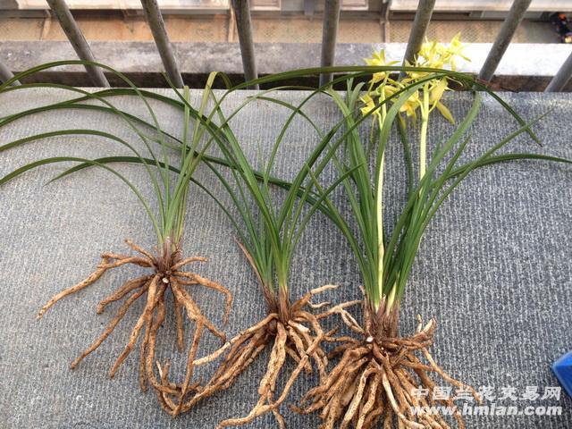 蕙兰黄花素(带花现分)子母草