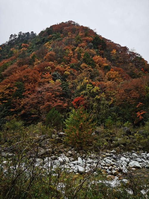 唐家河红叶