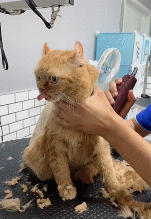 女子带猫咪去宠物店理发,中途进去查看,却笑到停不下来