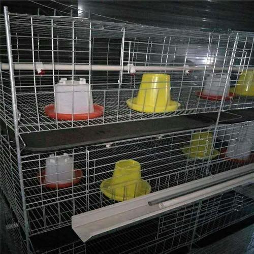 吴忠育雏小鸡笼使用寿命长