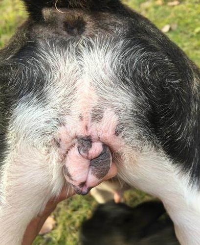 母法牛,一岁半,即将发情,繁殖利器—台州椒江区宠物狗