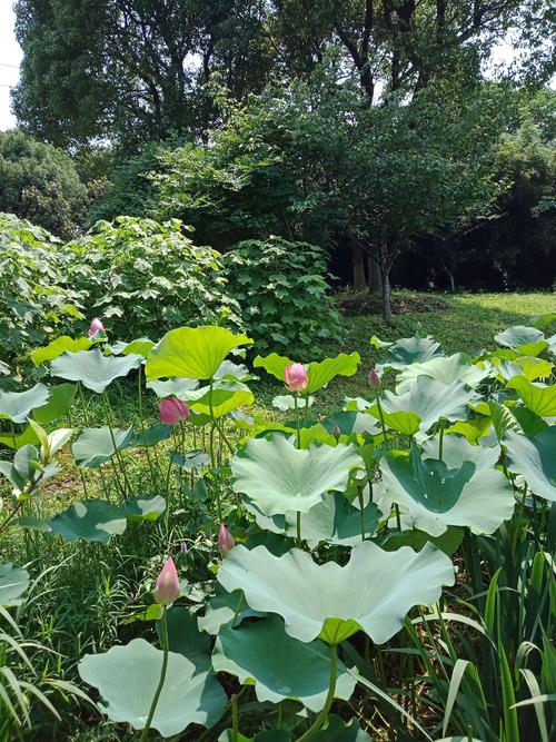 苏州花卉植物园20200701